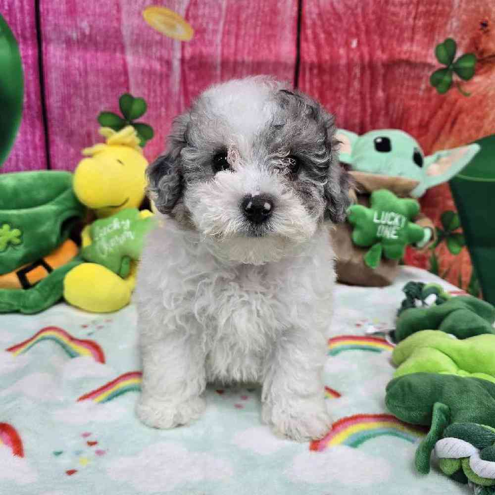 Female Maltipoo Puppy for Sale in Virginia Beach, VA