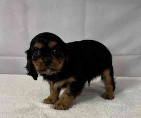 Cavalier King Charles Spaniel