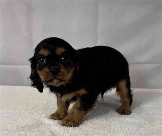 Cavalier King Charles Spaniel