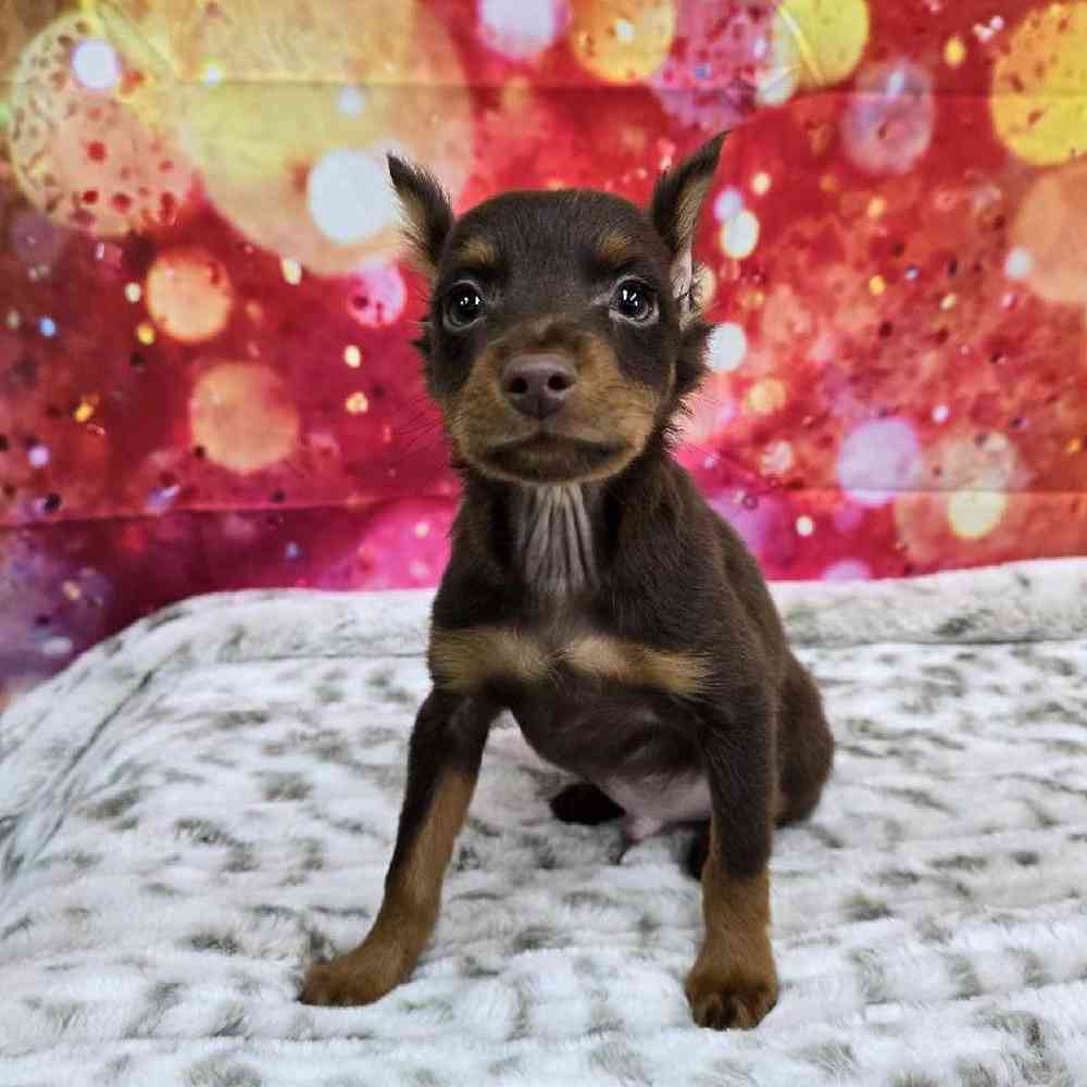 Male Min Pin Puppy for Sale in Virginia Beach, VA