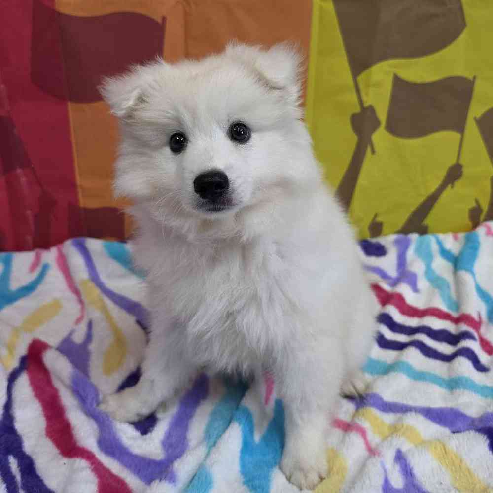 Image of a pet breed in the gallery