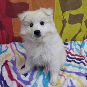 American Eskimo