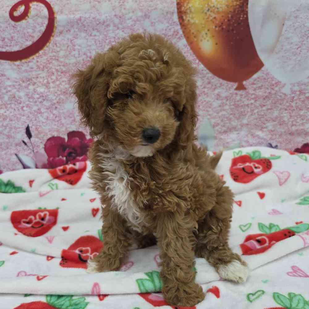 Female Mini Goldendoodle Puppy for Sale in Virginia Beach, VA