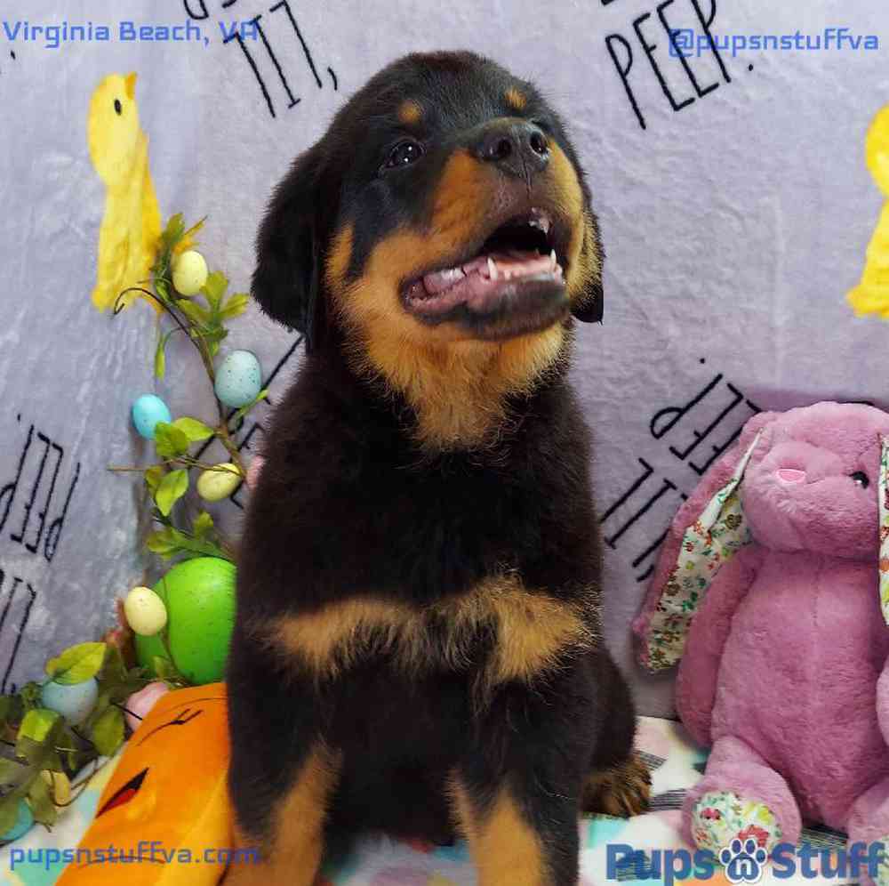 Female Rottweiler Puppy for sale