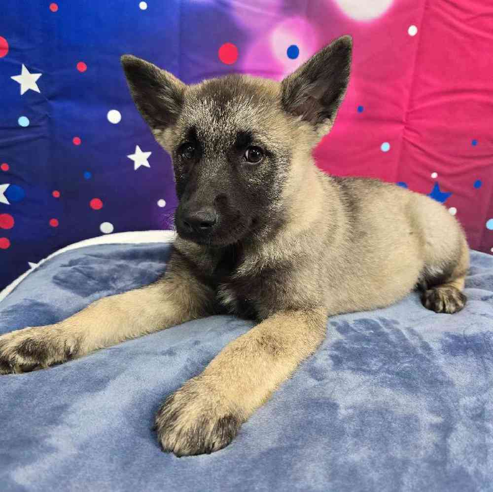 Male Norwegian Elkhound Puppy for Sale in Virginia Beach, VA