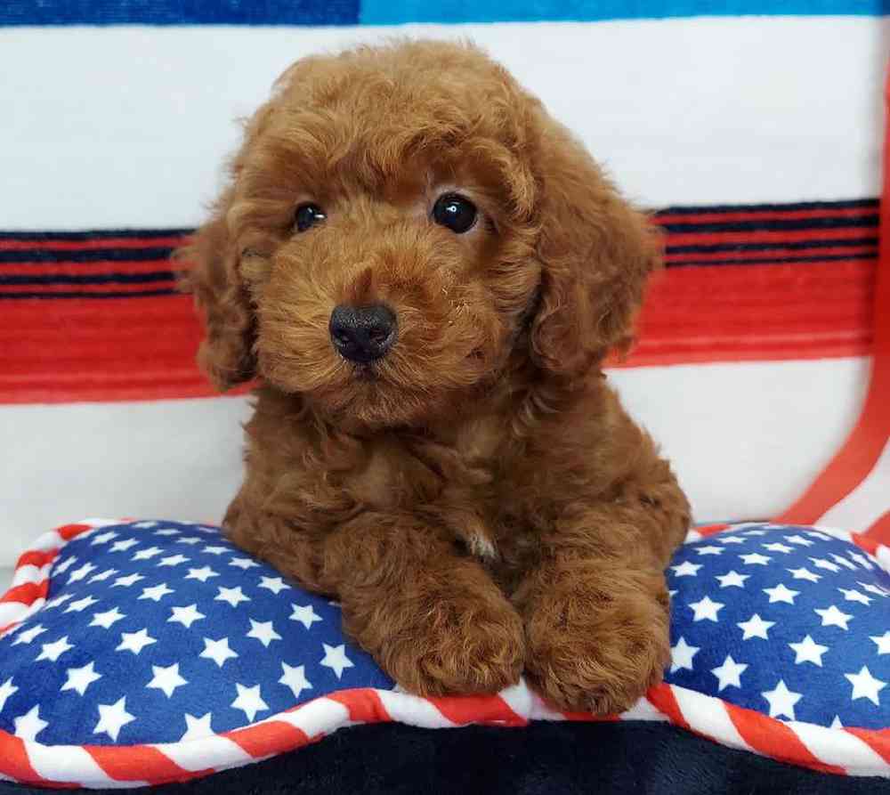 Male Mini Poodle Puppy for sale