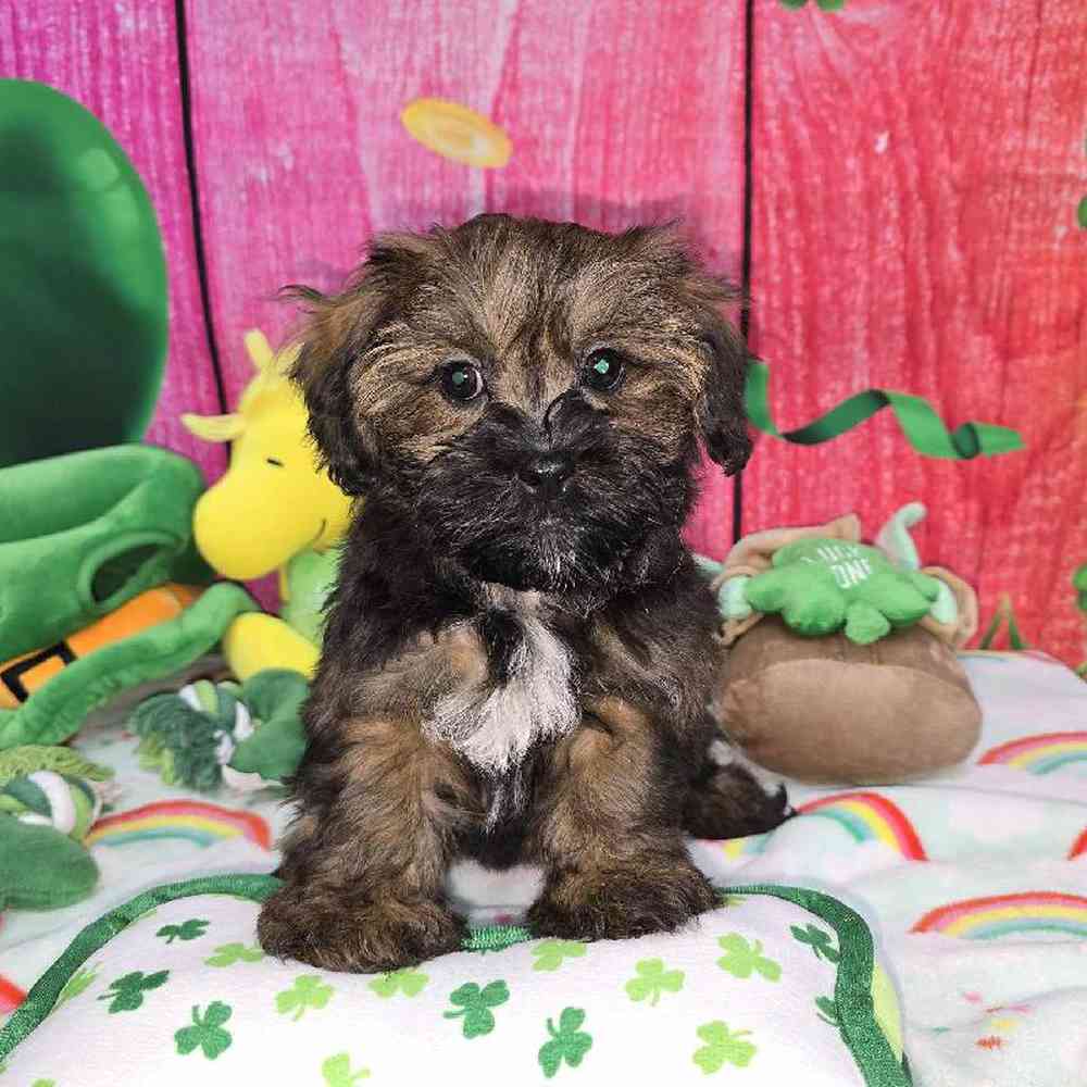 Female Shipoo Puppy for Sale in Virginia Beach, VA