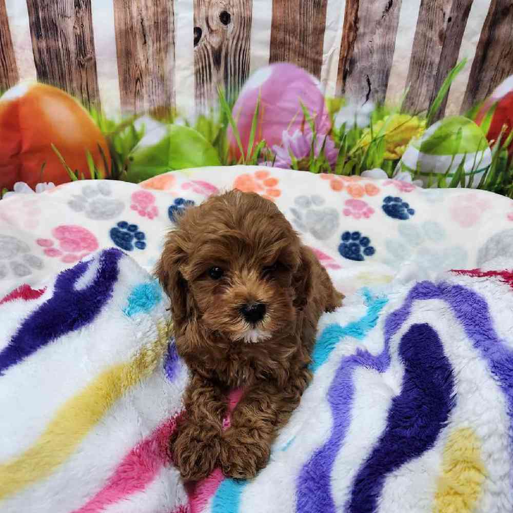 Female Cavapoo Puppy for Sale in Virginia Beach, VA