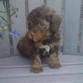 Poodle Toy