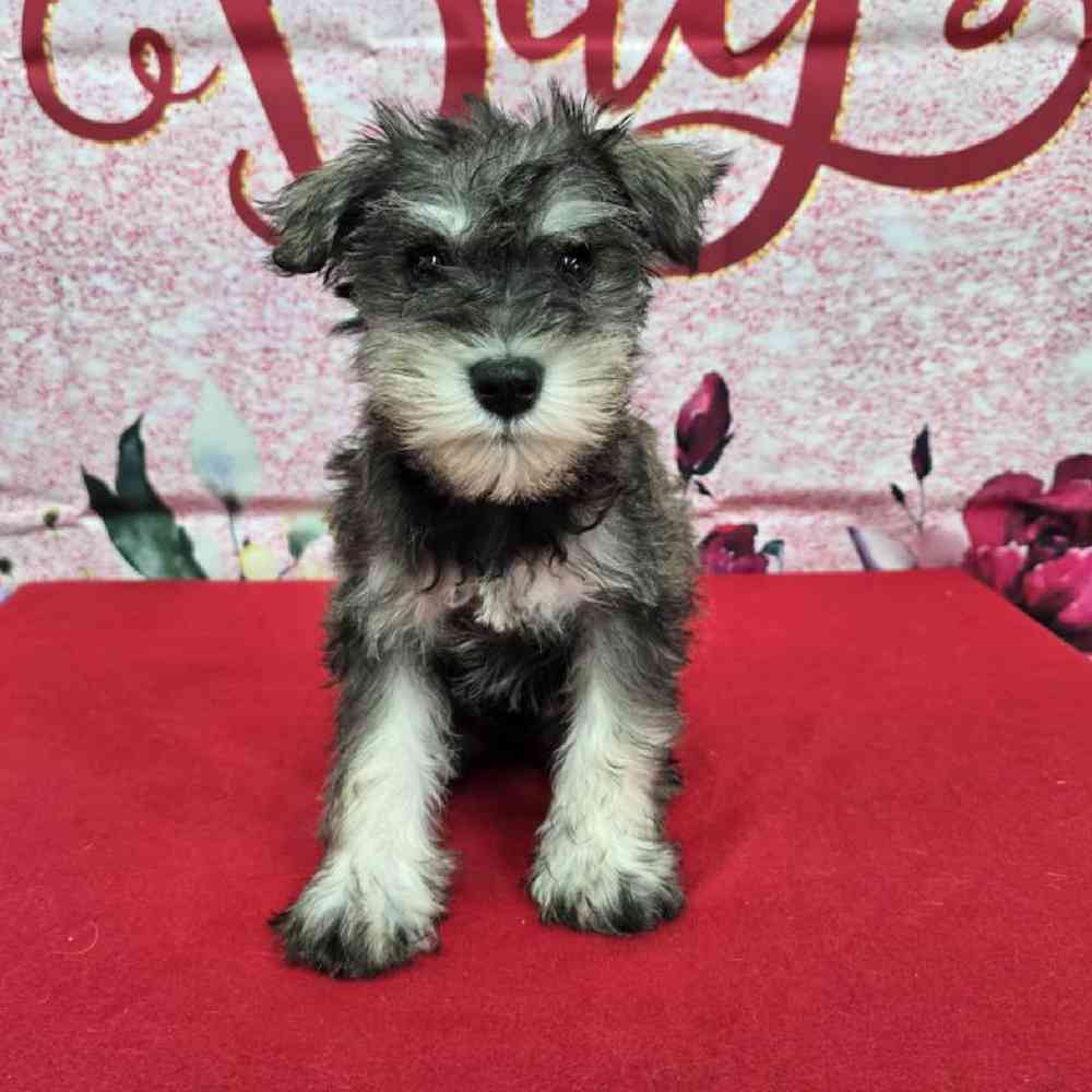Male Mini Schnauzer Puppy for Sale in Virginia Beach, VA