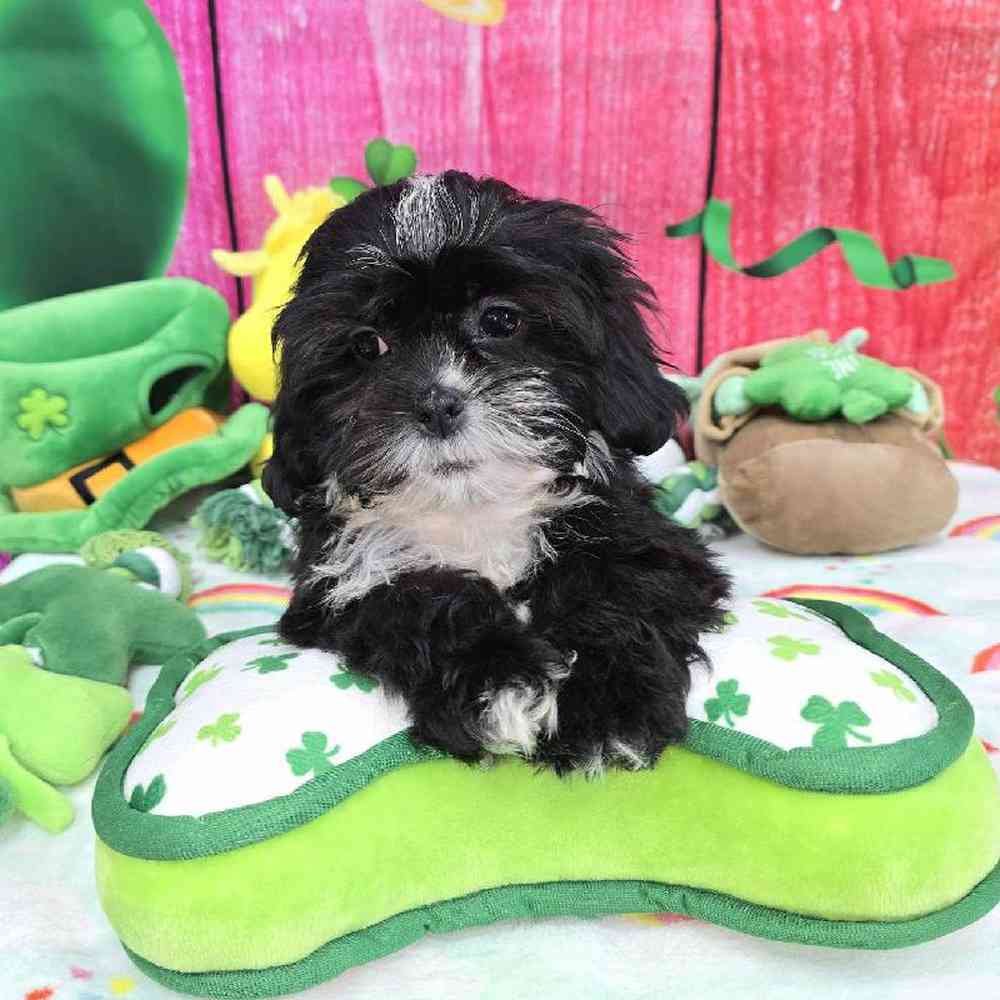 Female Shipoo Puppy for Sale in Virginia Beach, VA