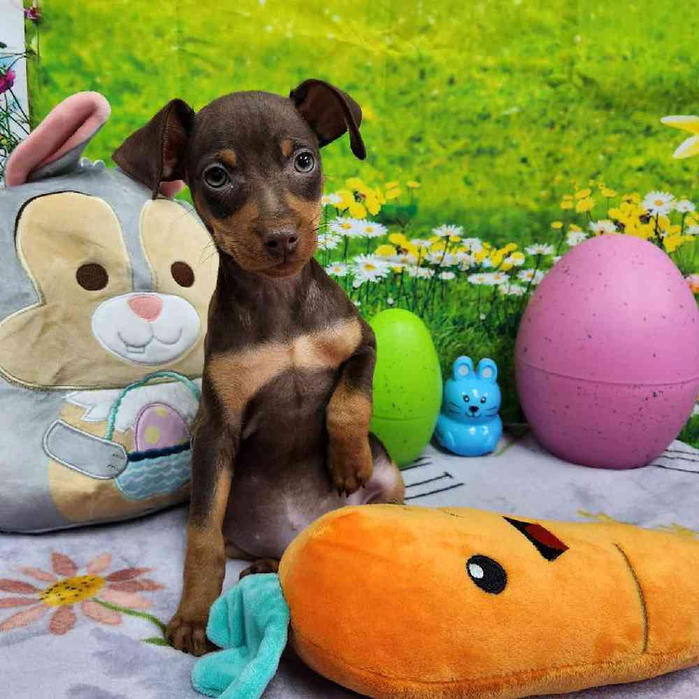 Male Min Pin Puppy for Sale in Virginia Beach, VA