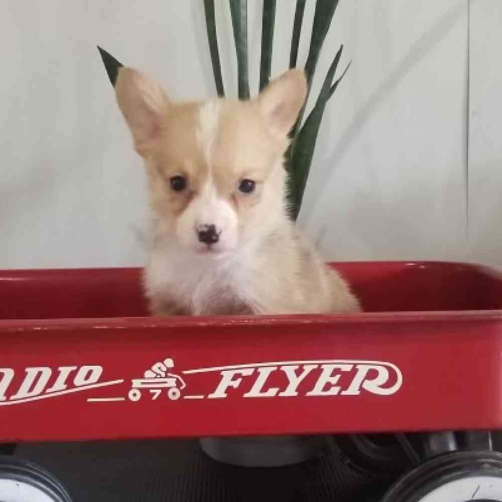 Male Pembroke Welsh Corgi Puppy for Sale in Virginia Beach, VA