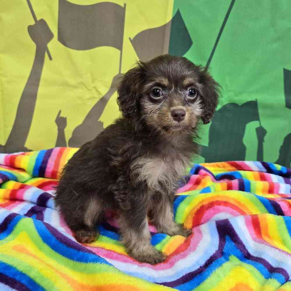 Female Cockapoo Puppy for Sale in Virginia Beach, VA