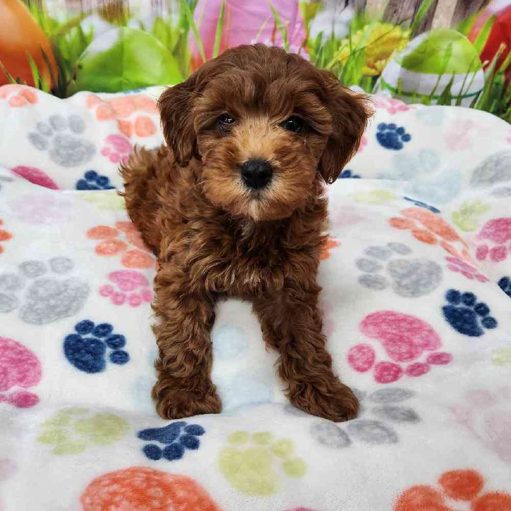 Female Mini Goldendoodle Puppy for Sale in Virginia Beach, VA