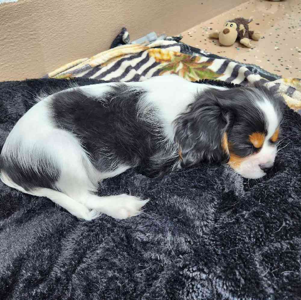 Male Cavalier King Charles Spaniel Puppy for Sale in Virginia Beach, VA