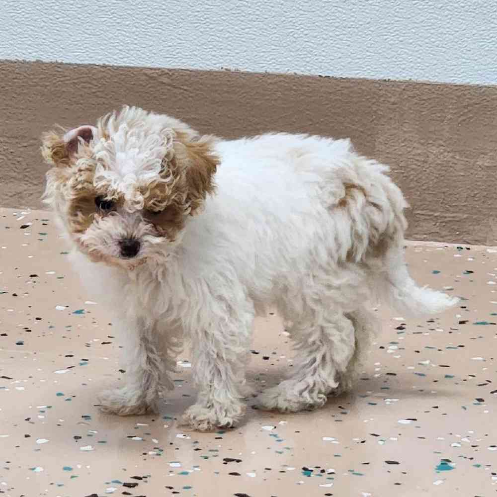 Male Maltipoo Puppy for Sale in Virginia Beach, VA