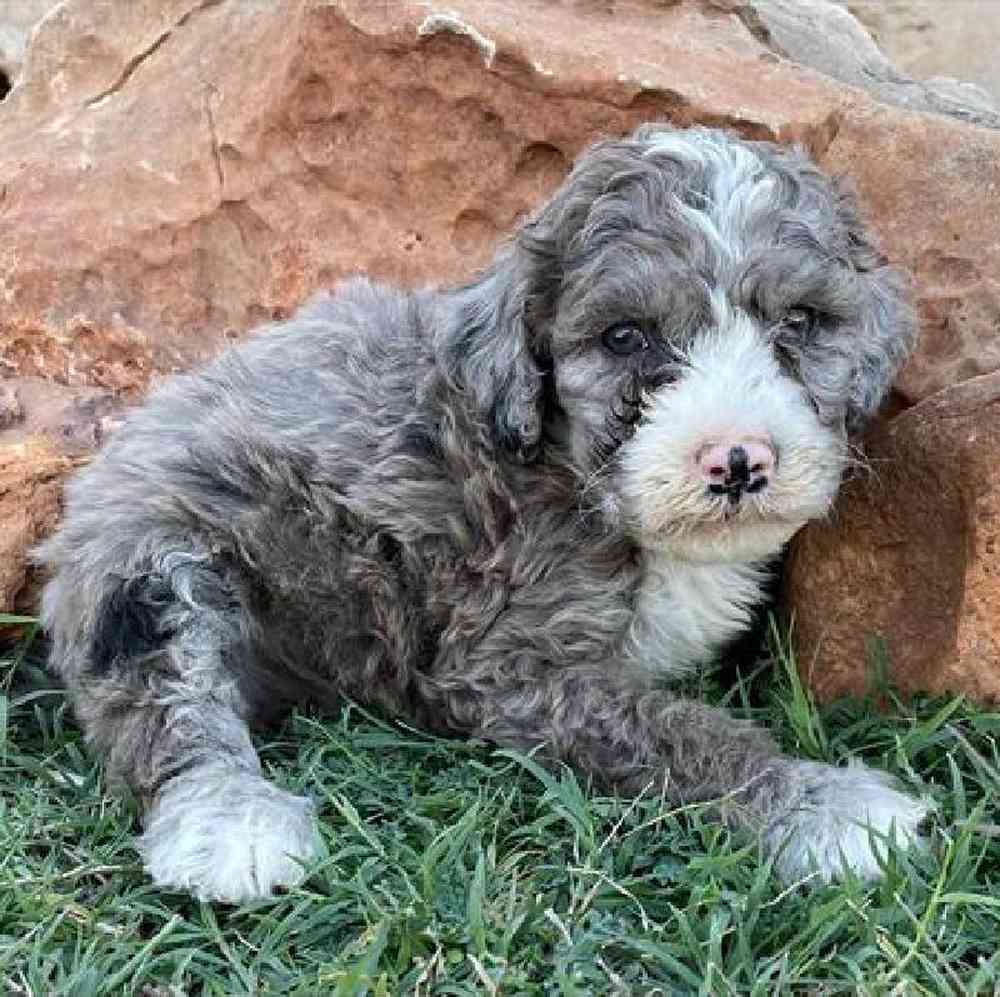 Male Mini Sheepadoodle Puppy for sale