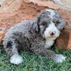 Mini Sheepadoodle 