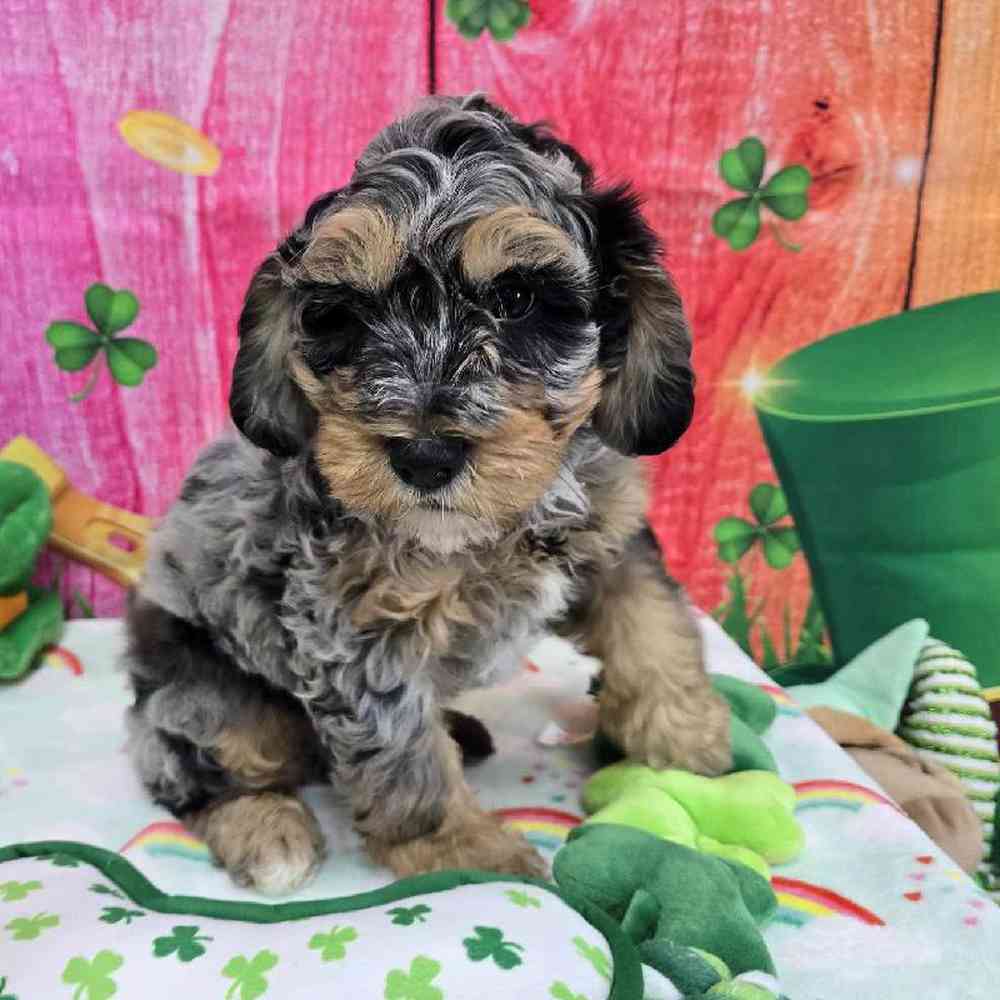 Male Mini Bernadoodle Puppy for Sale in Virginia Beach, VA