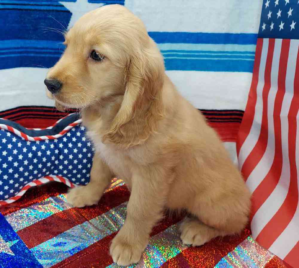 Female Comfort Retriever Puppy for sale