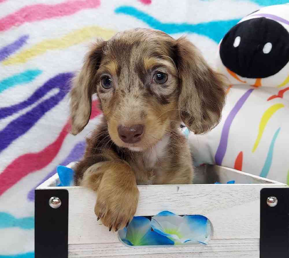 Male Dachshund Puppy for sale