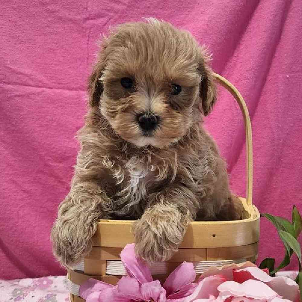Female Maltipoo Puppy for sale