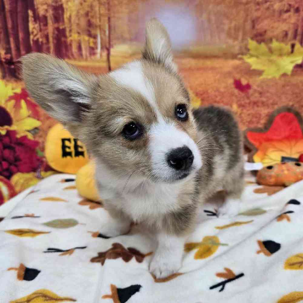 Male Pembroke Welsh Corgi Puppy for Sale in Virginia Beach, VA