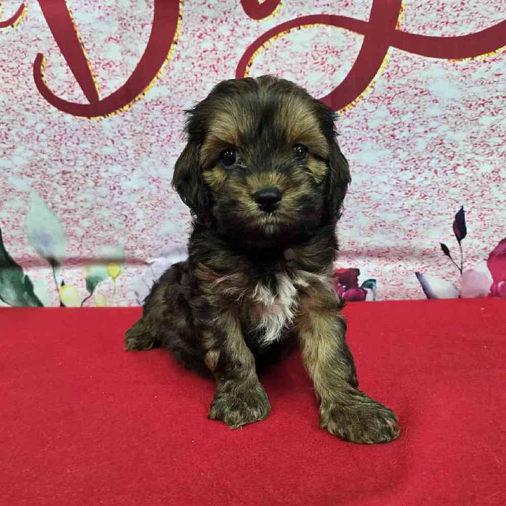 Male Cockapoo Puppy for Sale in Virginia Beach, VA