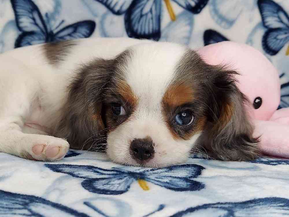 Female Cavalier King Charles Spaniel Puppy for sale