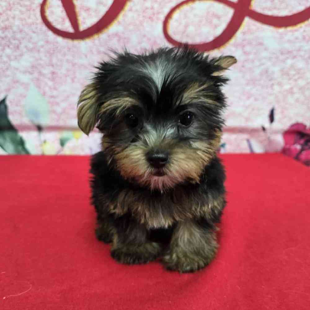 Male Yorkie Puppy for Sale in Virginia Beach, VA