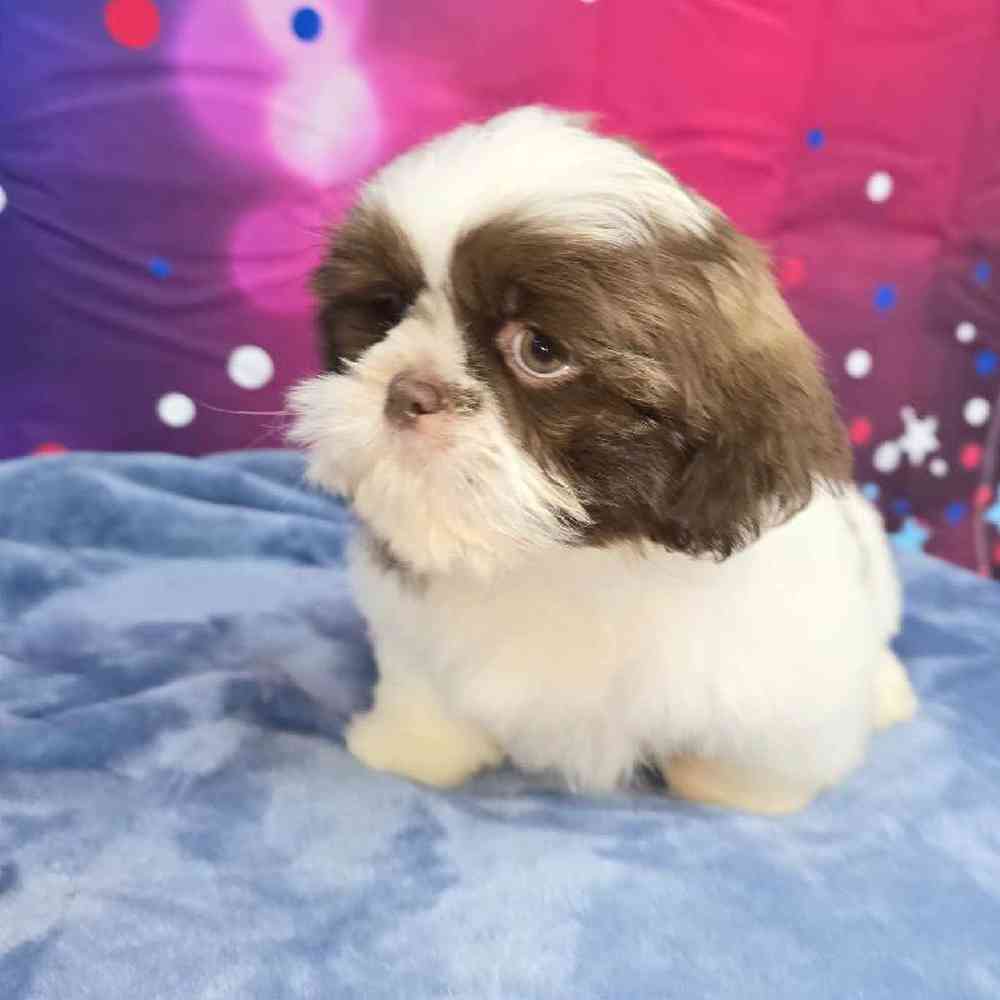 Male Shih Tzu Puppy for Sale in Virginia Beach, VA