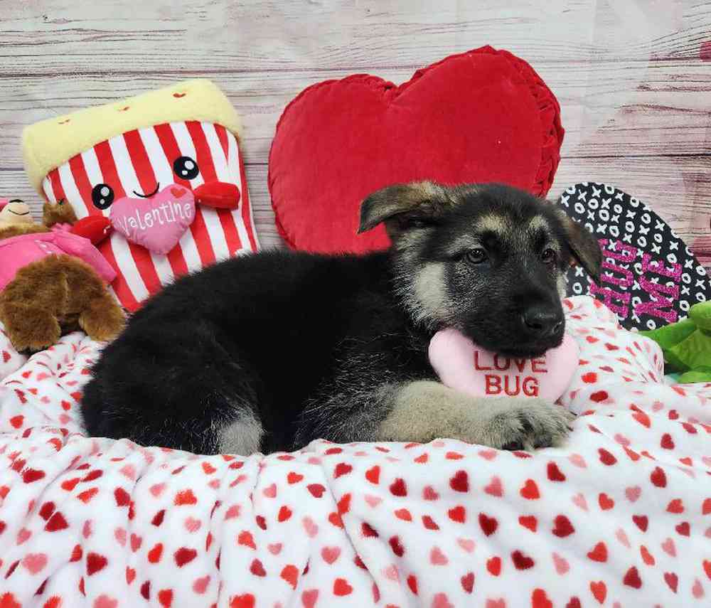 Male German Shepherd Puppy for Sale in Virginia Beach, VA