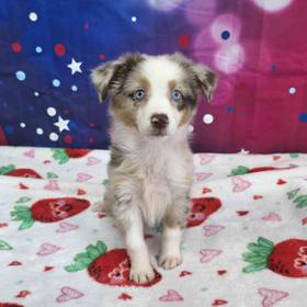 Mini Aussie
