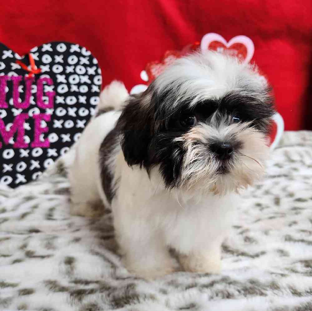 Male Shih Tzu Puppy for Sale in Virginia Beach, VA