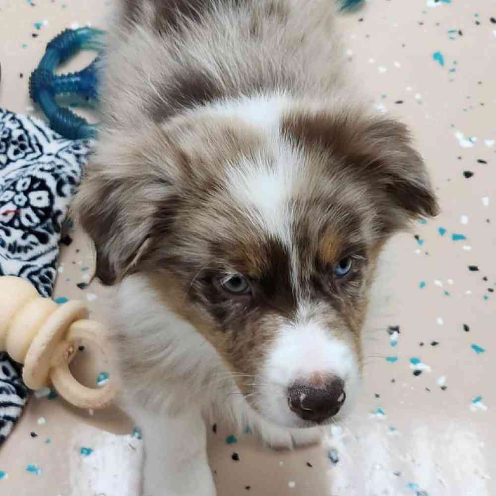 Male Australian Shepherd Puppy for Sale in Virginia Beach, VA