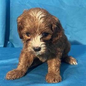 Cavapoo