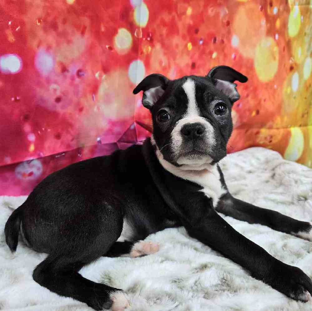 Male Boston Terrier Puppy for Sale in Virginia Beach, VA