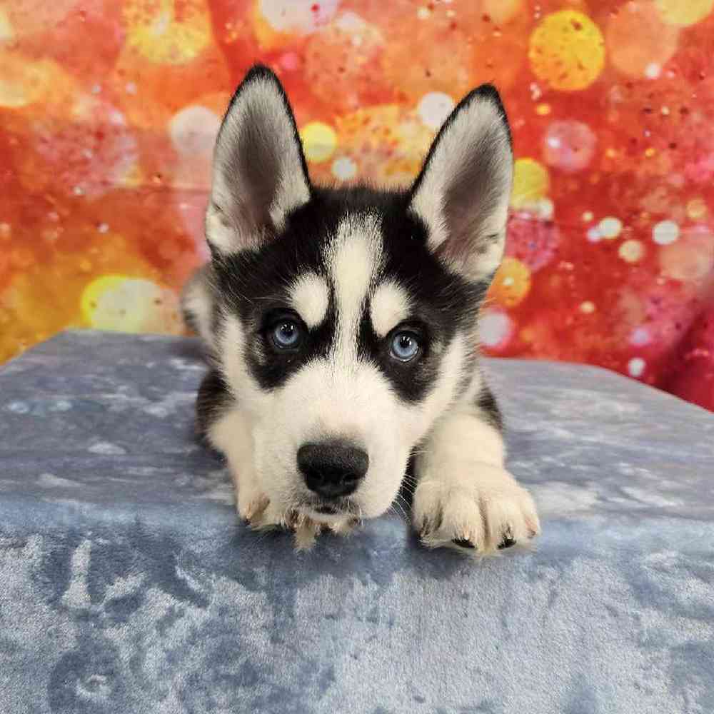 Male Siberian Husky Puppy for Sale in Virginia Beach, VA