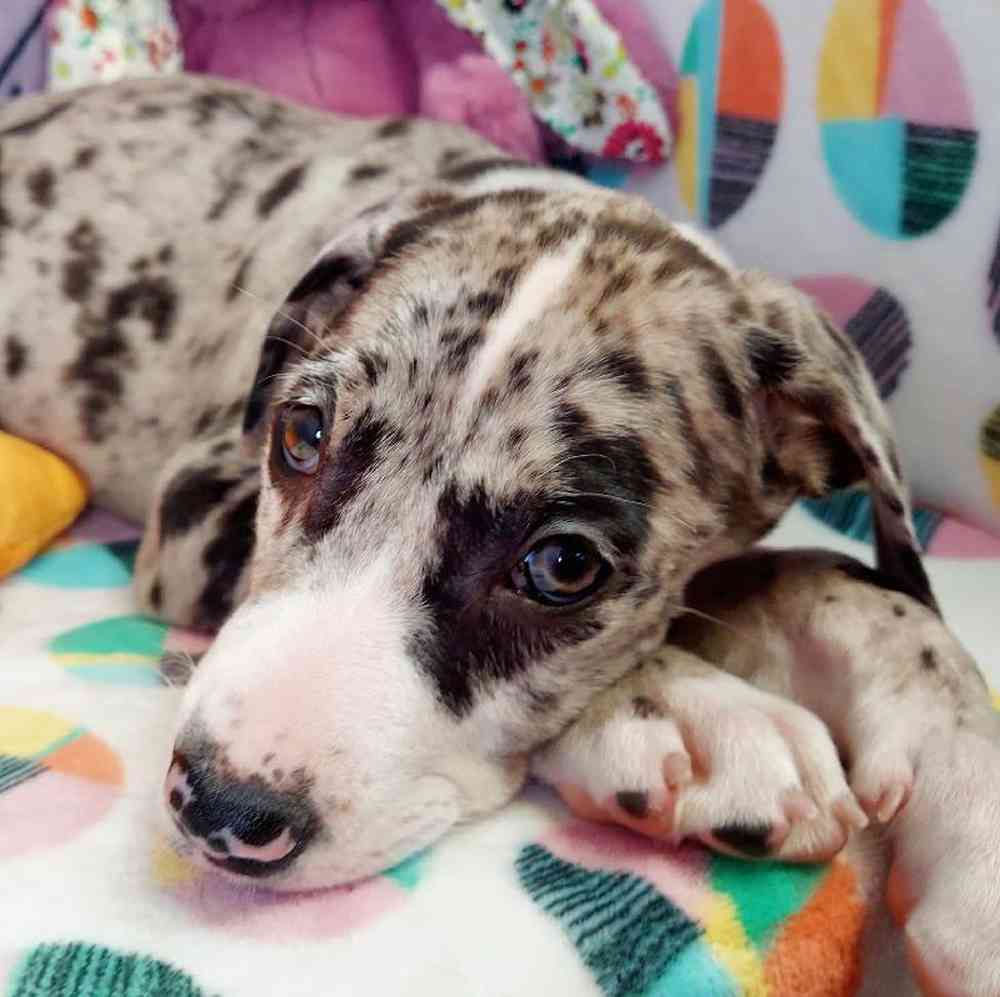 Male Great Dane Puppy for sale