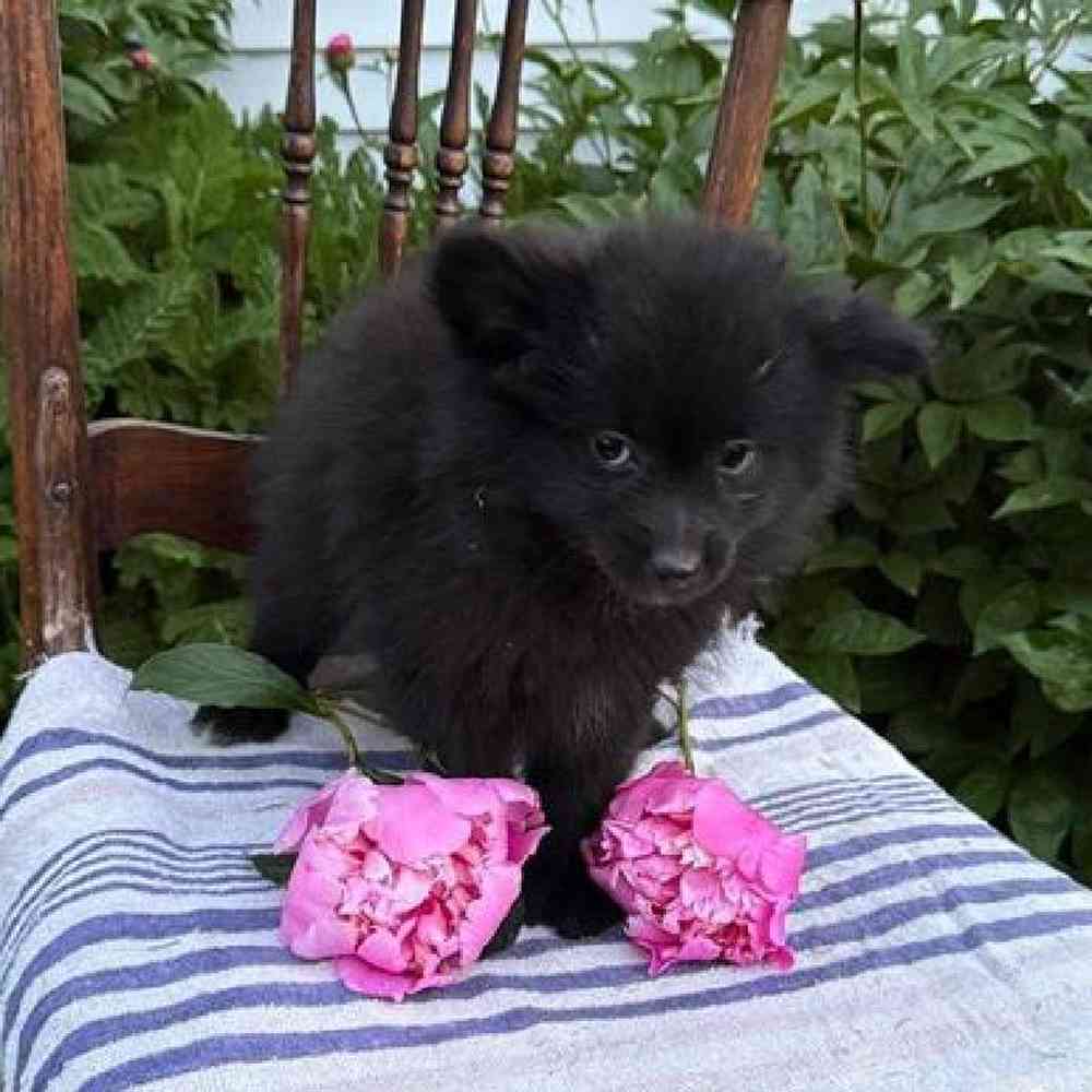 Image of a pet breed in the gallery