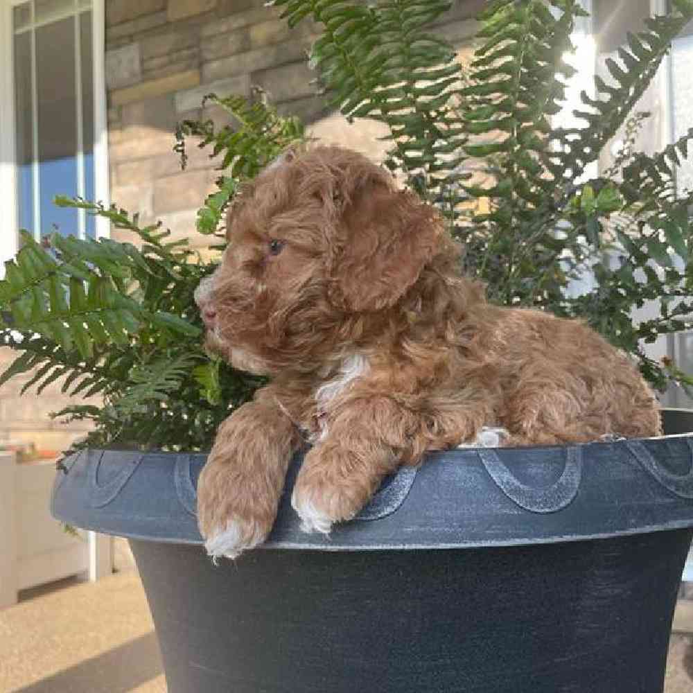 Male Mini Poodle Puppy for Sale in Virginia Beach, VA
