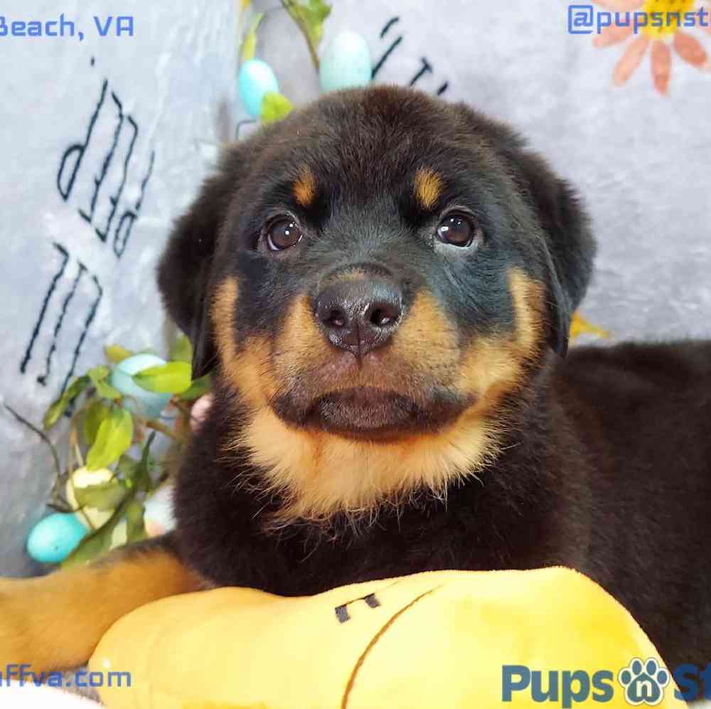 Female Rottweiler Puppy for sale
