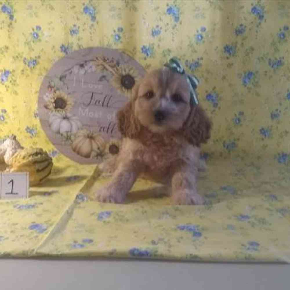 Male Cockapoo Puppy for Sale in Virginia Beach, VA
