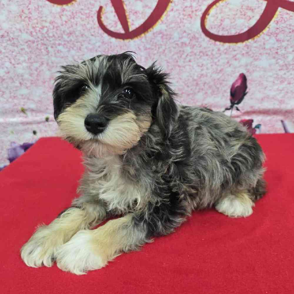 Male Mini Schnauzer Puppy for Sale in Virginia Beach, VA
