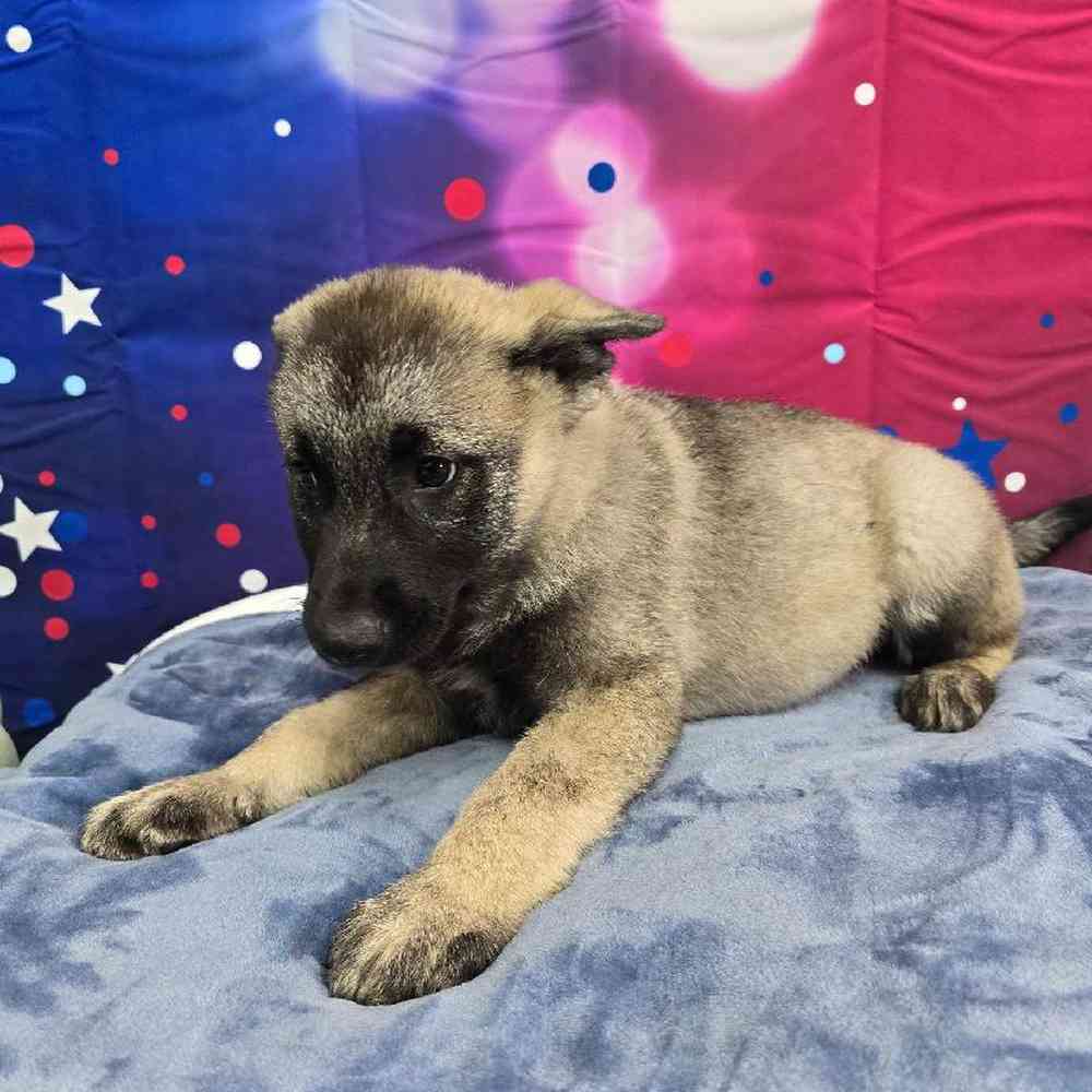 Male Norwegian Elkhound Puppy for Sale in Virginia Beach, VA
