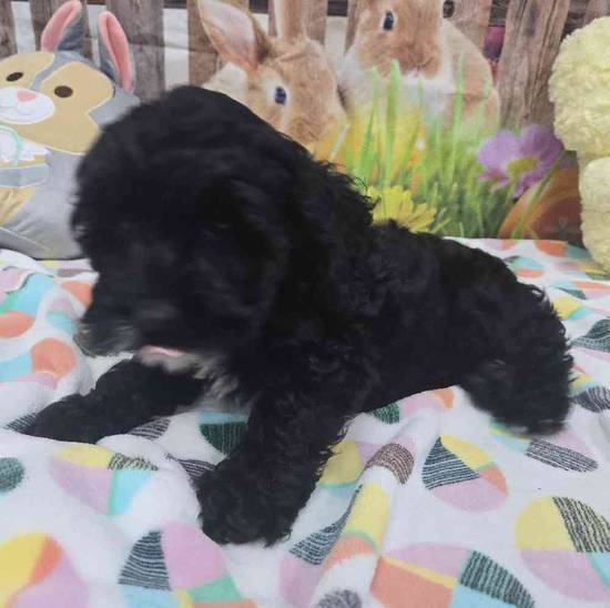 Cockapoo