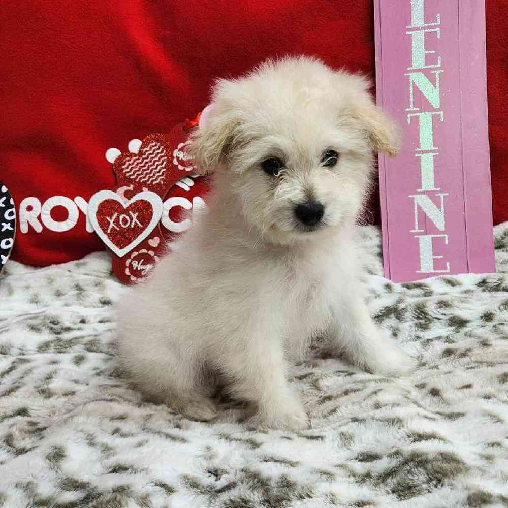 Male Pompoo Puppy for Sale in Virginia Beach, VA