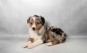 Mini Aussie