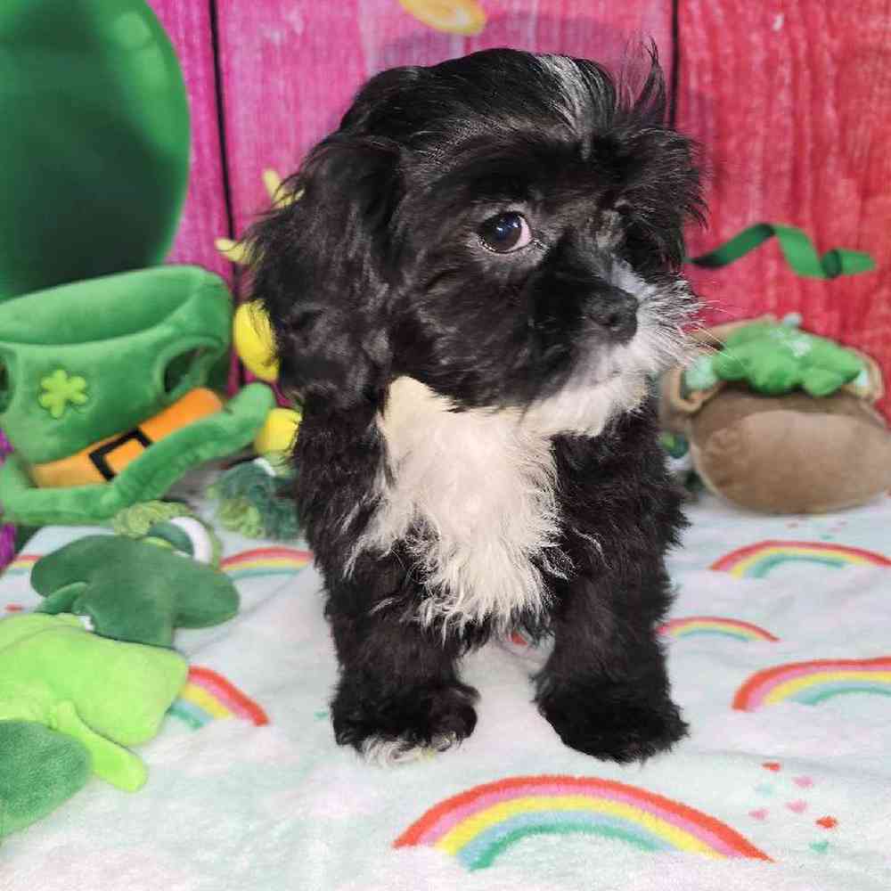 Female Shipoo Puppy for Sale in Virginia Beach, VA